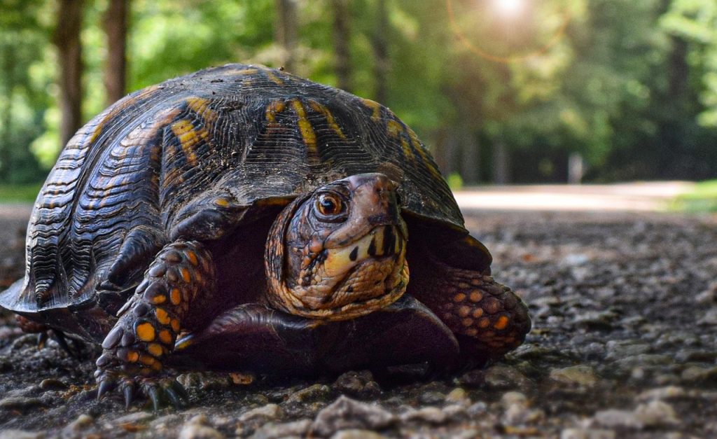 Think turtle when it comes to content marketing